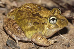 Ornate Burrowing Frog (Opisthodon ornatus) Copyright Nathan Litjens. Photograph by Nathan Litjens.