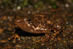 Eungella Torrent Frog (Taudactylus eungellensis) Copyright Nathan Litjens. Photograph by Nathan Litjens.