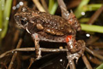Mimic Toadlet (Uperoleia mimula) Copyright Nathan Litjens. Photograph by Nathan Litjens.