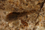 Liem's Frog (Taudactylus liemi) Copyright Nathan Litjens. Photograph by Nathan Litjens.