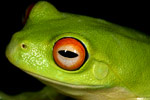 The red eye of Litoria chloris. Copyright Amphibian Research Centre.