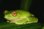 Red-eyed Tree Frog (Litoria chloris) Copyright Amphibian Research Centre.