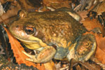 Eastern Banjo Frog (Limnodynastes dumerili) Copyright Amphibian Research Centre.