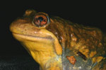 Eastern Banjo Frog (Limnodynastes dumerili) Copyright Amphibian Research Centre.