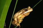 Southern Brown Tree Frog (Litoria ewingi) Copyright Amphibian Research Centre.
