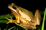 Southern Brown Tree Frog (Litoria ewingi) Copyright Amphibian Research Centre.