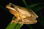 Southern Brown Tree Frog (Litoria ewingi) Copyright Amphibian Research Centre.