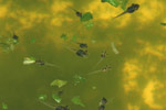 Tadpoles of Litoria ewingi. Copyright Amphibian Research Centre.