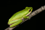Eastern Dwarf Tree Frog (Litoria fallax) Copyright Amphibian Research Centre.