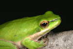 Eastern Dwarf Tree Frog (Litoria fallax) Copyright Amphibian Research Centre.