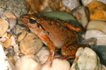 Lesueur's Tree Frog (Litoria lesueuri) Copyright Amphibian Research Centre.