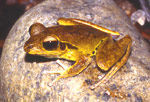 Stoney Creek Frog, photographed in North Queensland. During breeding times, males may appear yellow. Copyright Amphibian Research Centre. Photograph by Gerry Marantelli.