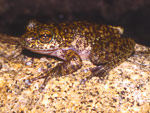 Torrent Tree Frog (Litoria nannotis) Copyright Amphibian Research Centre. Photograph by Gerry Marantelli.