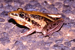 Rocket Frog (Litoria nasuta) Copyright Amphibian Research Centre. Photograph by Gerry Marantelli.