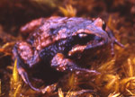 Moss Froglet (Crinia nimbus) Copyright Amphibian Research Centre. Photograph by Gerry Marantelli.