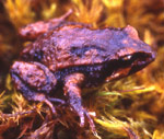Moss Froglet (Crinia nimbus) Copyright Amphibian Research Centre. Photograph by Gerry Marantelli.