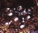Eggs of Crinia nimbus. Copyright Amphibian Research Centre. Photograph by Gerry Marantelli.