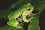 Leaf Green Tree Frog (Litoria nudidigita) Copyright Amphibian Research Centre.