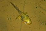 Tadpole of Litoria raniformis. Copyright Amphibian Research Centre.