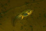 Tadpole of Litoria raniformis. Copyright Amphibian Research Centre.