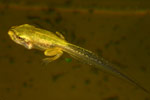 Tadpole of Litoria raniformis. Copyright Amphibian Research Centre.