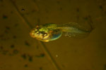 Tadpole of Litoria raniformis. Copyright Amphibian Research Centre.
