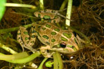 Spotted Marsh Frog (Limnodynastes tasmaniensis) Copyright Amphibian Research Centre.