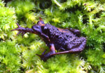 Tasmanian Froglet (Crinia tasmaniensis) Copyright Amphibian Research Centre. Photograph by Gerry Marantelli.
