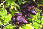 Tasmanian Froglets (Crinia tasmaniensis) Copyright Amphibian Research Centre. Photograph by Gerry Marantelli.