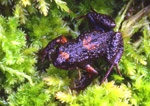 Tasmanian Froglet (Crinia tasmaniensis) Copyright Amphibian Research Centre. Photograph by Gerry Marantelli.