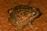 Rough Frog (Cyclorana verrucosa) Copyright Amphibian Research Centre.