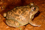 Rough Frog (Cyclorana verrucosa) Copyright Amphibian Research Centre.