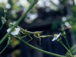 A mantis surveys the greywater pond from amongst the water plantain (<i>Alisma plantago-aquatica</i>). Copyright Lawrence Fields. Photograph by Lawrence Fields.