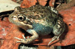 Pobblebonk (Limnodynastes dumerili) Copyright Wildlife Profiles. Photograph by Peter Robertson.