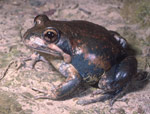 Pobblebonk (Limnodynastes dumerili) Copyright Wildlife Profiles. Photograph by Peter Robertson.