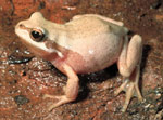 Southern Brown Tree Frog (Litoria ewingi) Copyright Wildlife Profiles. Photograph by Peter Robertson.