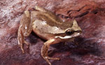Southern Brown Tree Frog (Litoria ewingi) Copyright Wildlife Profiles. Photograph by Peter Robertson.