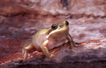 Southern Brown Tree Frog (Litoria ewingi) Copyright Wildlife Profiles. Photograph by Peter Robertson.