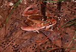 Many eggs are visible surrounding this pair of mating Litoria ewingi. Copyright Wildlife Profiles. Photograph by Peter Robertson.