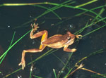 Litoria ewingi photographed at Mount Baw Baw in Victoria. Copyright Wildlife Profiles. Photograph by Peter Robertson.