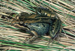 Striped Marsh Frog (Limnodynastes peroni) Copyright Wildlife Profiles. Photograph by Peter Robertson.