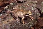 Plains Brown Tree Frog (Litoria paraewingi) Copyright Wildlife Profiles. Photograph by Peter Robertson.