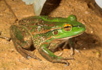 Growling Grass Frog (Litoria raniformis) Copyright Wildlife Profiles. Photograph by Peter Robertson.