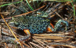Southern Toadlet (Pseudophryne semimarmorata) Copyright Wildlife Profiles. Photograph by Peter Robertson.