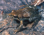 Common Froglet (Crinia signifera) Copyright Wildlife Profiles. Photograph by Peter Robertson.