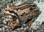 Verreaux's Tree Frog (Litoria verreauxi) Copyright Wildlife Profiles. Photograph by Peter Robertson.