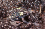 Geocrinia victoriana stands guard over its clutch of eggs. Copyright Wildlife Profiles. Photograph by Peter Robertson.