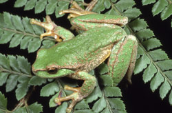 Spotted Tree Frog (Litoria spenceri) Copyright David Hunter. Photograph by David Hunter.