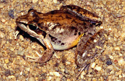Broad-palmed Frog (Litoria latopalmata) from St George in Queensland. Copyright Amphibian Research Centre. Photograph by Gerry Marantelli.