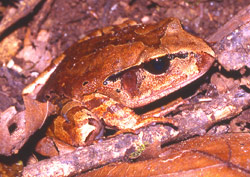 Northern Barred Frog (Mixophyes schevilli) Copyright Amphibian Research Centre. Photograph by Gerry Marantelli.